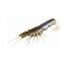 Pearl Prawn